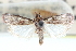  ( - CCDB-28994-E04)  @11 [ ] CreativeCommons - Attribution (2016) CBG Photography Group Centre for Biodiversity Genomics