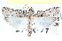  (Zamagiria australella - CCDB-28994-E12)  @11 [ ] CreativeCommons - Attribution (2016) CBG Photography Group Centre for Biodiversity Genomics