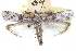  (Zamagiria arctella - CCDB-28994-F10)  @11 [ ] CreativeCommons - Attribution (2016) CBG Photography Group Centre for Biodiversity Genomics