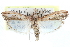  ( - CCDB-28994-G03)  @11 [ ] CreativeCommons - Attribution (2016) CBG Photography Group Centre for Biodiversity Genomics