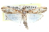  ( - CCDB-28994-G04)  @11 [ ] CreativeCommons - Attribution (2016) CBG Photography Group Centre for Biodiversity Genomics