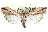 ( - CCDB-28994-G06)  @11 [ ] CreativeCommons - Attribution (2016) CBG Photography Group Centre for Biodiversity Genomics