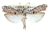  ( - CCDB-28994-G07)  @15 [ ] CreativeCommons - Attribution (2016) CBG Photography Group Centre for Biodiversity Genomics
