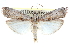  ( - CCDB-28994-G08)  @15 [ ] CreativeCommons - Attribution (2016) CBG Photography Group Centre for Biodiversity Genomics