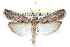  (Caristanius decoloralis - CCDB-28994-G10)  @15 [ ] CreativeCommons - Attribution (2016) CBG Photography Group Centre for Biodiversity Genomics