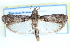  ( - CCDB-28994-H04)  @11 [ ] CreativeCommons - Attribution (2016) CBG Photography Group Centre for Biodiversity Genomics