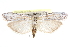  ( - CCDB-28994-H07)  @11 [ ] CreativeCommons - Attribution (2016) CBG Photography Group Centre for Biodiversity Genomics