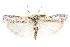  ( - CCDB-28994-H09)  @11 [ ] CreativeCommons - Attribution (2016) CBG Photography Group Centre for Biodiversity Genomics