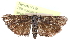  ( - CCDB-28996-A05)  @11 [ ] CreativeCommons - Attribution (2016) CBG Photography Group Centre for Biodiversity Genomics
