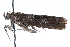  ( - CCDB-28996-A06)  @11 [ ] CreativeCommons - Attribution (2016) CBG Photography Group Centre for Biodiversity Genomics