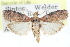  (Sciota rubrisparsella - CCDB-28996-C06)  @11 [ ] CreativeCommons - Attribution (2016) CBG Photography Group Centre for Biodiversity Genomics