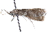  ( - CCDB-28996-D02)  @11 [ ] CreativeCommons - Attribution (2016) CBG Photography Group Centre for Biodiversity Genomics