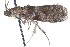  ( - CCDB-28996-D03)  @11 [ ] CreativeCommons - Attribution (2016) CBG Photography Group Centre for Biodiversity Genomics