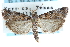 ( - CCDB-28997-C12)  @15 [ ] CreativeCommons - Attribution (2016) CBG Photography Group Centre for Biodiversity Genomics
