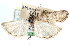  (Sarata nigrifasciella - CCDB-28997-D02)  @11 [ ] CreativeCommons - Attribution (2016) CBG Photography Group Centre for Biodiversity Genomics