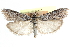  (Sarata cinereella - CCDB-28997-D05)  @11 [ ] CreativeCommons - Attribution (2016) CBG Photography Group Centre for Biodiversity Genomics
