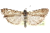  (Sarata rubrithoracella - CCDB-28997-D08)  @11 [ ] CreativeCommons - Attribution (2016) CBG Photography Group Centre for Biodiversity Genomics