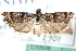  ( - CCDB-28997-E09)  @11 [ ] CreativeCommons - Attribution (2016) CBG Photography Group Centre for Biodiversity Genomics