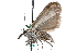  ( - CCDB-28997-E10)  @11 [ ] CreativeCommons - Attribution (2016) CBG Photography Group Centre for Biodiversity Genomics