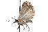  ( - CCDB-28997-F01)  @11 [ ] CreativeCommons - Attribution (2016) CBG Photography Group Centre for Biodiversity Genomics