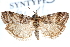  (Sarata phi - CCDB-28997-F02)  @11 [ ] CreativeCommons - Attribution (2016) CBG Photography Group Centre for Biodiversity Genomics