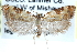  ( - CCDB-28998-C02)  @13 [ ] CreativeCommons - Attribution (2016) CBG Photography Group Centre for Biodiversity Genomics