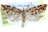  (Argyrotaenia cupressae - CCDB-28998-E12)  @14 [ ] CreativeCommons - Attribution (2016) CBG Photography Group Centre for Biodiversity Genomics