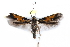  ( - CCDB-28998-H08)  @11 [ ] CreativeCommons - Attribution (2016) CBG Photography Group Centre for Biodiversity Genomics