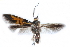  ( - CCDB-28998-H10)  @11 [ ] CreativeCommons - Attribution (2016) CBG Photography Group Centre for Biodiversity Genomics