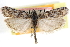  ( - CCDB-28999-B10)  @11 [ ] CreativeCommons - Attribution (2016) CBG Photography Group Centre for Biodiversity Genomics