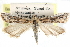  ( - CCDB-28999-C11)  @14 [ ] CreativeCommons - Attribution (2016) CBG Photography Group Centre for Biodiversity Genomics
