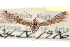  ( - CCDB-28999-C12)  @13 [ ] CreativeCommons - Attribution (2016) CBG Photography Group Centre for Biodiversity Genomics