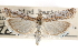  ( - CCDB-28999-D01)  @11 [ ] CreativeCommons - Attribution (2016) CBG Photography Group Centre for Biodiversity Genomics