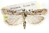  ( - CCDB-28999-D03)  @11 [ ] CreativeCommons - Attribution (2016) CBG Photography Group Centre for Biodiversity Genomics