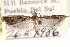  ( - CCDB-28999-F01)  @14 [ ] CreativeCommons - Attribution (2016) CBG Photography Group Centre for Biodiversity Genomics