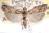  ( - CCDB-28999-F05)  @11 [ ] CreativeCommons - Attribution (2016) CBG Photography Group Centre for Biodiversity Genomics