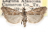  ( - CCDB-28999-F06)  @11 [ ] CreativeCommons - Attribution (2016) CBG Photography Group Centre for Biodiversity Genomics