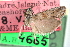  (Palatka nymphaeella - CCDB-28999-F07)  @13 [ ] CreativeCommons - Attribution (2016) CBG Photography Group Centre for Biodiversity Genomics