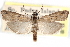  ( - CCDB-28999-F08)  @11 [ ] CreativeCommons - Attribution (2016) CBG Photography Group Centre for Biodiversity Genomics
