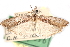  ( - CCDB-28999-G01)  @11 [ ] CreativeCommons - Attribution (2016) CBG Photography Group Centre for Biodiversity Genomics