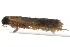  ( - CCDB-28999-H01)  @13 [ ] CreativeCommons - Attribution (2016) CBG Photography Group Centre for Biodiversity Genomics