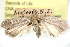  ( - CCDB-28999-H07)  @11 [ ] CreativeCommons - Attribution (2016) CBG Photography Group Centre for Biodiversity Genomics