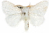 ( - CCDB-29000-C02)  @14 [ ] CreativeCommons - Attribution (2016) CBG Photography Group Centre for Biodiversity Genomics