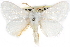  ( - CCDB-29000-C03)  @15 [ ] CreativeCommons - Attribution (2016) CBG Photography Group Centre for Biodiversity Genomics