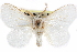  (Norape ovina - CCDB-29000-C04)  @15 [ ] CreativeCommons - Attribution (2016) CBG Photography Group Centre for Biodiversity Genomics