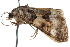  ( - CCDB-29000-D03)  @14 [ ] CreativeCommons - Attribution (2016) CBG Photography Group Centre for Biodiversity Genomics