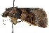  ( - CCDB-29000-D04)  @14 [ ] CreativeCommons - Attribution (2016) CBG Photography Group Centre for Biodiversity Genomics