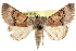  (Tytroca leucoptera - CCDB-29000-D05)  @15 [ ] CreativeCommons - Attribution (2016) CBG Photography Group Centre for Biodiversity Genomics