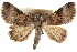  ( - CCDB-29000-D06)  @11 [ ] CreativeCommons - Attribution (2016) CBG Photography Group Centre for Biodiversity Genomics