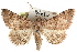  (Rhabdophera rosacea - CCDB-29000-D07)  @15 [ ] CreativeCommons - Attribution (2016) CBG Photography Group Centre for Biodiversity Genomics